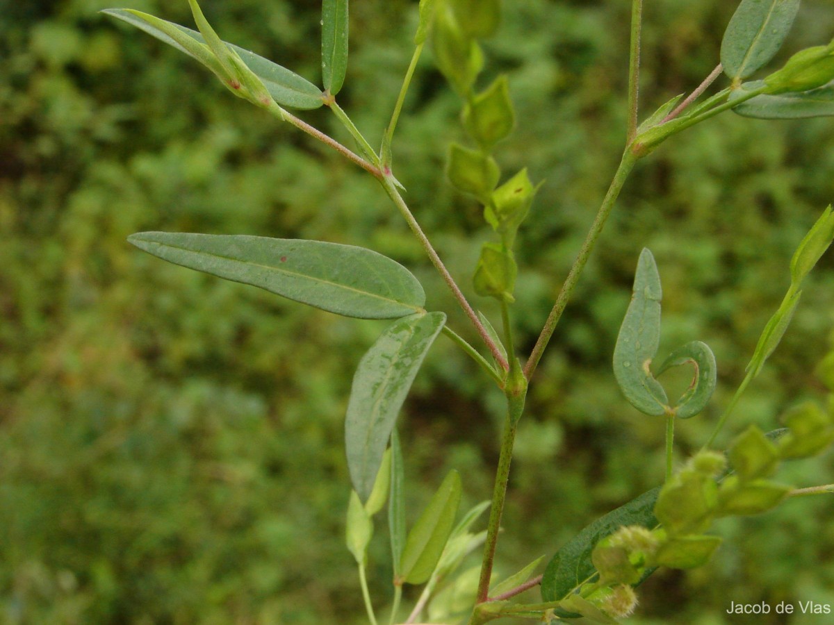 Zornia gibbosa Span.